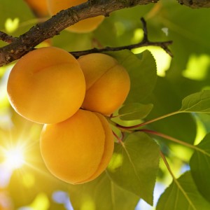 Абрикос Солнышко