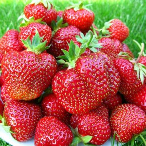 Саженец клубники хоней