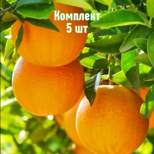 Комплект 5шт / Апельсин Верна