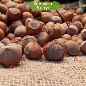 Саженцы фундука Барселонский -  комплект 5 шт.