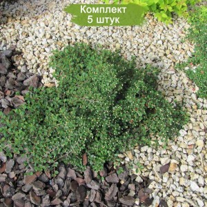 Саженцы кизильника лежачего Куин оф Карпет (Queen of Carpet) -  комплект 5 шт.