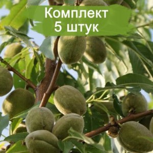 Саженцы миндаля обыкновенного -  комплект 5 шт.