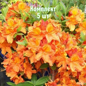 Комплект 5шт / Рододендрон Глоуинг Эмберс