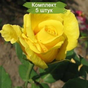 Саженцы чайно-гибридной розы Ландора (Landora) -  комплект 5 шт.