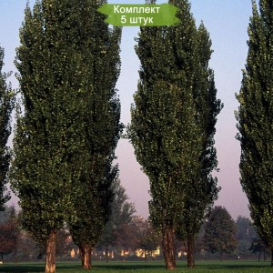 Саженцы тополя Чёрного (от 150 см) -  комплект 5 шт.