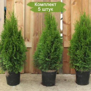 Саженцы Туи Брабант 40-60 см -  комплект 5 шт.