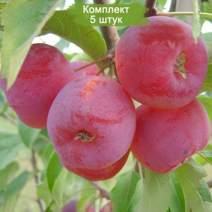 Саженцы яблони колоновидной красноцветковой Розовая Сказка -  комплект 5 шт.