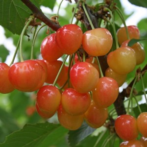 Саженец черешни Брянской розовой