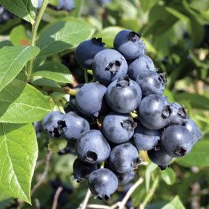 Саженец Голубики Атлантик (Atlantic)