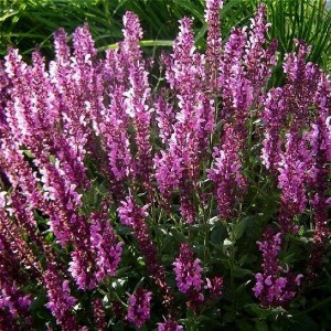 Саженец шалфея дубравного Пинк Фрисланд (Pink Field)