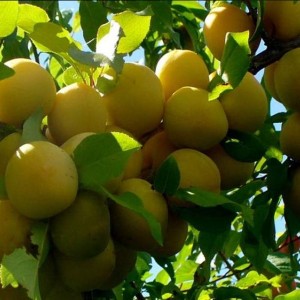 Слива Светлана