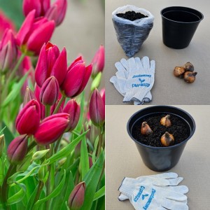 Луковицы тюльпана. Набор для выгонки 3 шт - Тюльпан Корендон