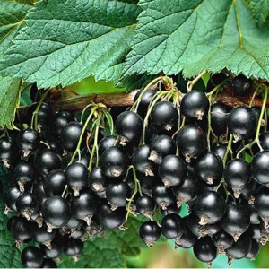 Саженец черной смородины Титан Черный